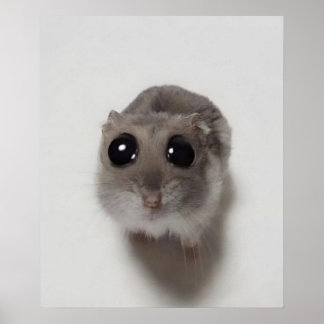 Affiche mème, hamster, mème de hamster, hamster triste, dr