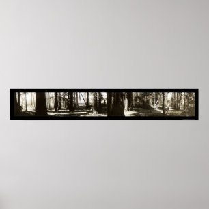 Affiche Mendocino, CA Redwoods Lumberjacks Photo 1911.