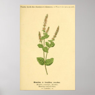 Affiche Menthe, Plante de menthe