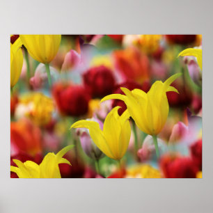 Affiche Mer des Tulipes