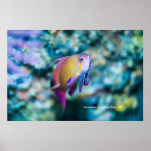 Affiche Mer doré, poisson mignon coloré