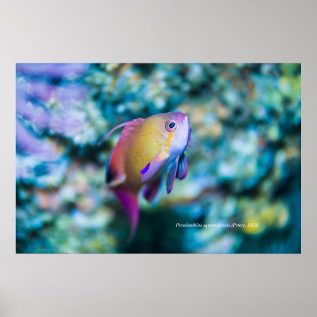 Affiche Mer doré, poisson mignon coloré (Devant)