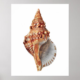 Affiche Mer Shell non copie de décor de 3 plages