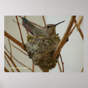 Affiche Mère Colibri