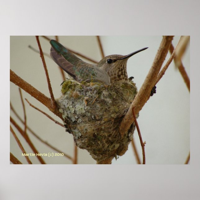 Affiche Mère Colibri (Devant)