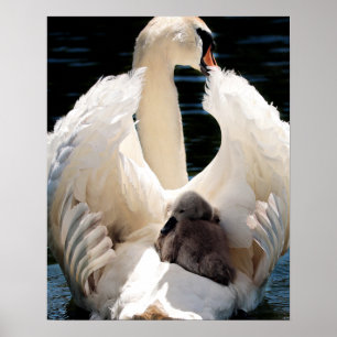 Affiche Mère Cygne avec Cygnets (cygnes bébés)
