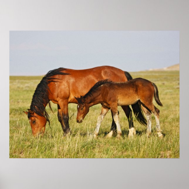 Affiche Mère de cheval sauvage et poulain paissant (Devant)