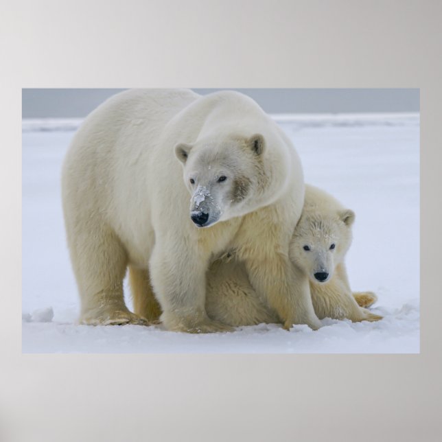 AFFICHE MÈRE DE L'OURS POLAIRE ET CUB NORD ALASKA (Devant)
