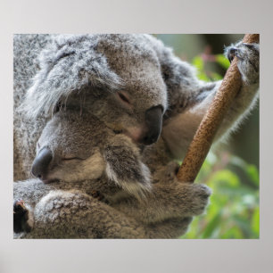 Affiche Mère et bébé joey koalas dorment bouddin