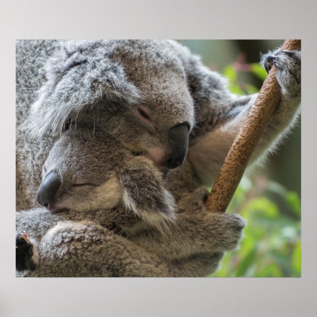 Affiche Mère et bébé joey koalas dorment bouddin (Devant)