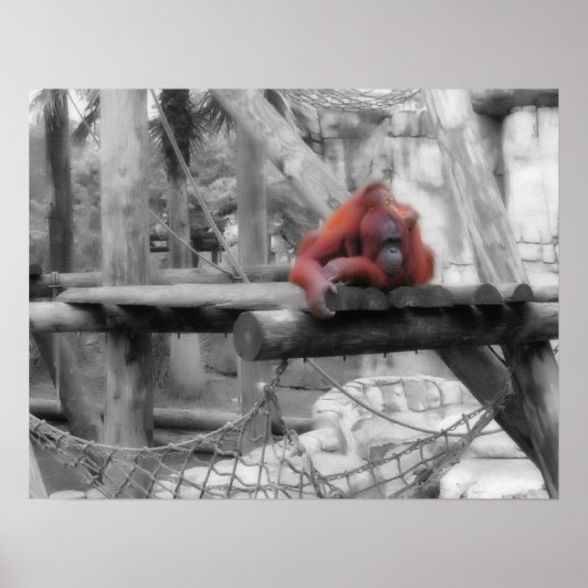 Affiche Mère et bébé Orangoutan (Devant)