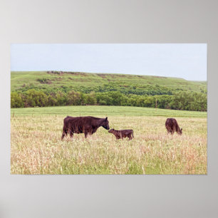 Affiche Mère et veau dans les Flint Hills