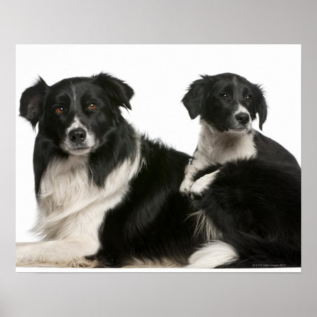 Affiche Mère frontière collie et chiot (Devant)