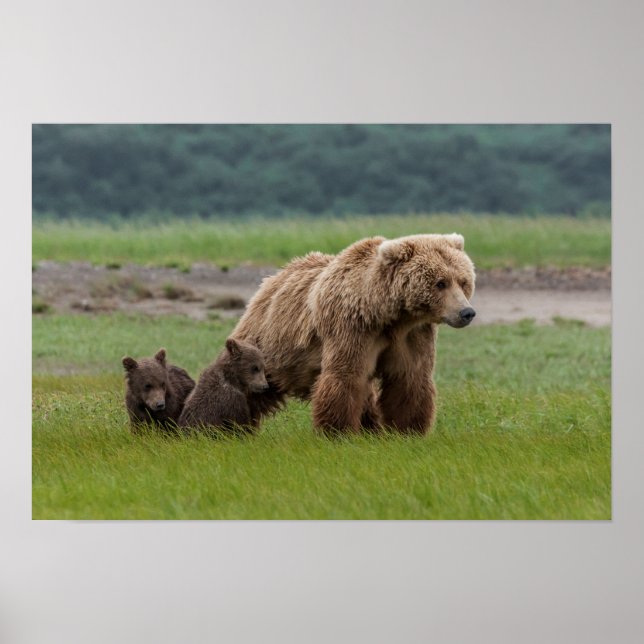 Affiche Mère Grizzly Oear avec des petits jumeaux (Devant)