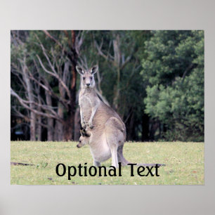 Affiche Mère Kangaroo avec bébé Joey dans sa poche