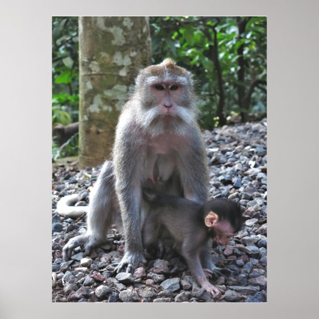 Affiche Mère Macaque et bébé (Devant)