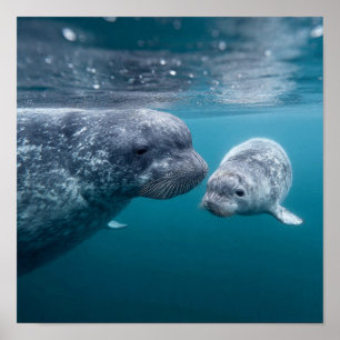 Affiche Mère Narwhal & Calf - Première baignade dans l'Arc