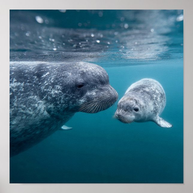 Affiche Mère Narwhal & Calf - Première baignade dans l'Arc (Devant)