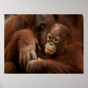 Affiche Mère orang-outan et bébé au zoo