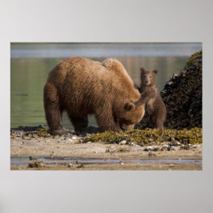 Affiche Mère ours grizzly avec ourson sur une plage
