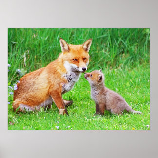 Affiche Mère renard et petit