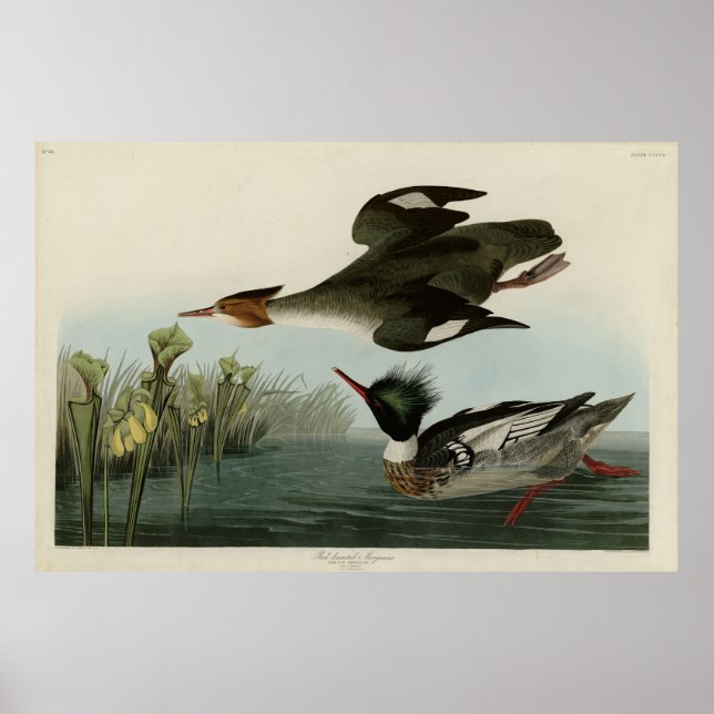 Affiche Merganser à poitrine rouge, les oiseaux d'Amérique (Devant)