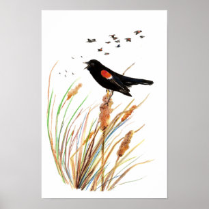 Affiche Merle à ailes rouges d'aquarelle - collection