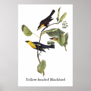 Affiche merle Jaune-dirigé - John Audubon