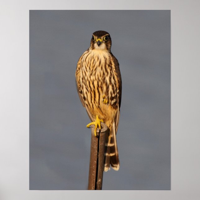 Affiche Merlin (Devant)