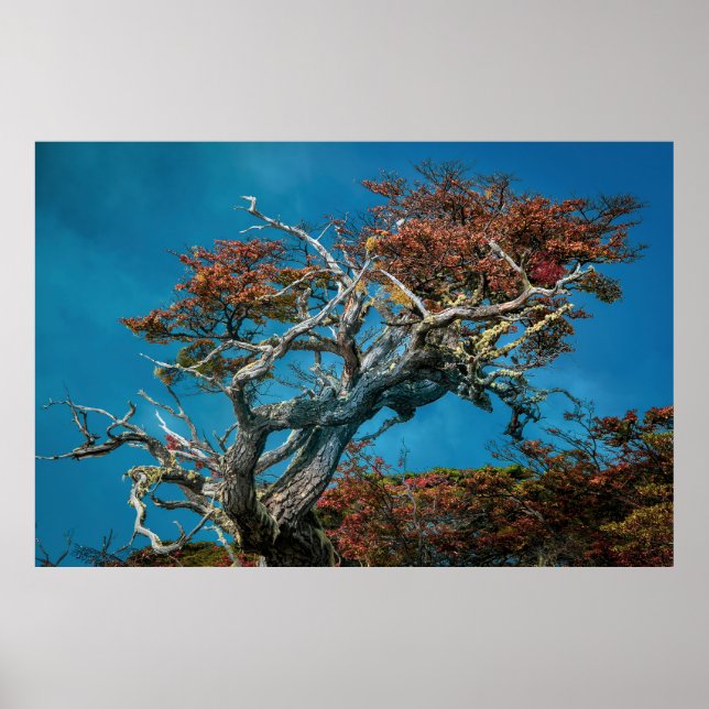 Affiche Merveilles botaniques de l'Argentine (Devant)