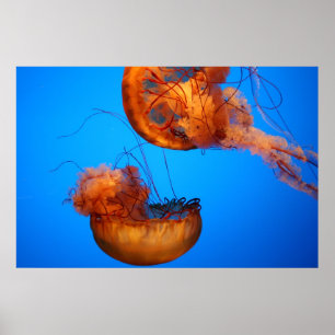 Affiche Merveilles de la nature