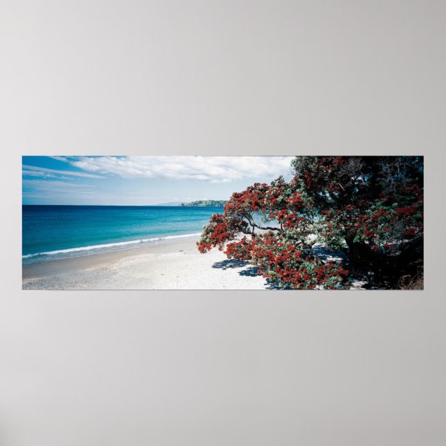 Affiche Merveilleux Waiheke - Plage Onetangi (Devant)