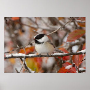 Affiche Mésange à tête noire adulte dans la neige