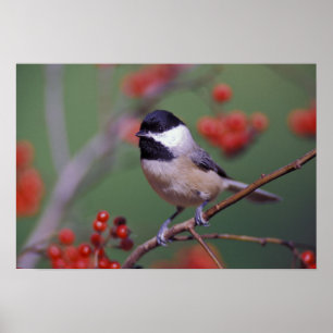 Affiche Mésange de Caroline