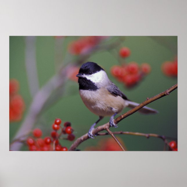 Affiche Mésange de Caroline (Devant)
