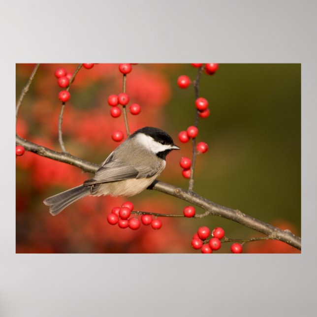 Affiche Mésange de Caroline sur un buisson de Winterberry  (Devant)