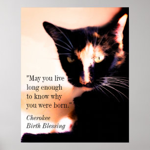 Affiche Messenger Cat