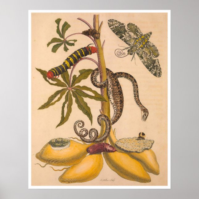 Affiche Métamorphose Insectorum Surinamensium Imprimer (Devant)