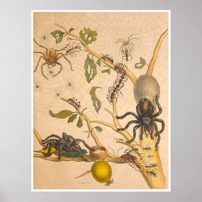 Affiche Métamorphose Insectorum Surinamensium Imprimer (Devant)