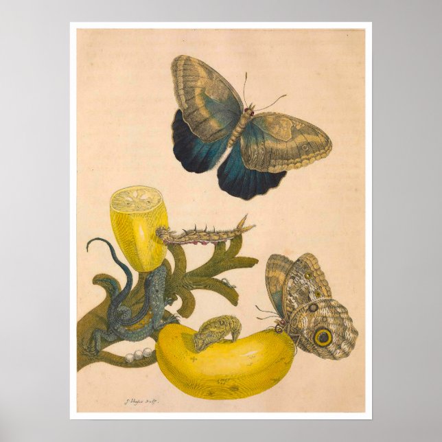 Affiche Métamorphose Insectorum Surinamensium Imprimer (Devant)