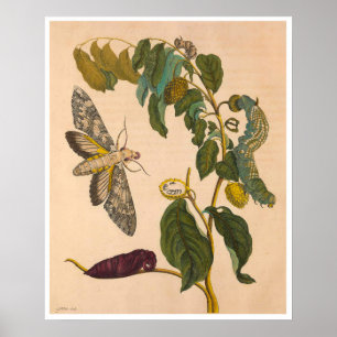 Affiche Métamorphose Insectorum Surinamensium Imprimer