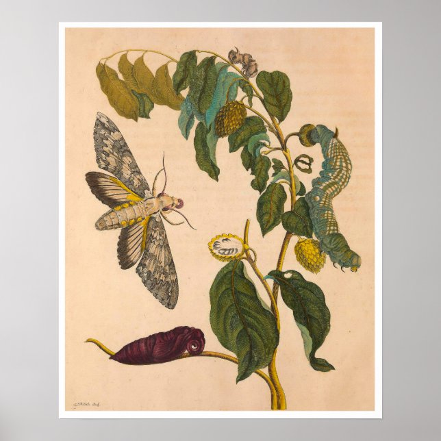 Affiche Métamorphose Insectorum Surinamensium Imprimer (Devant)