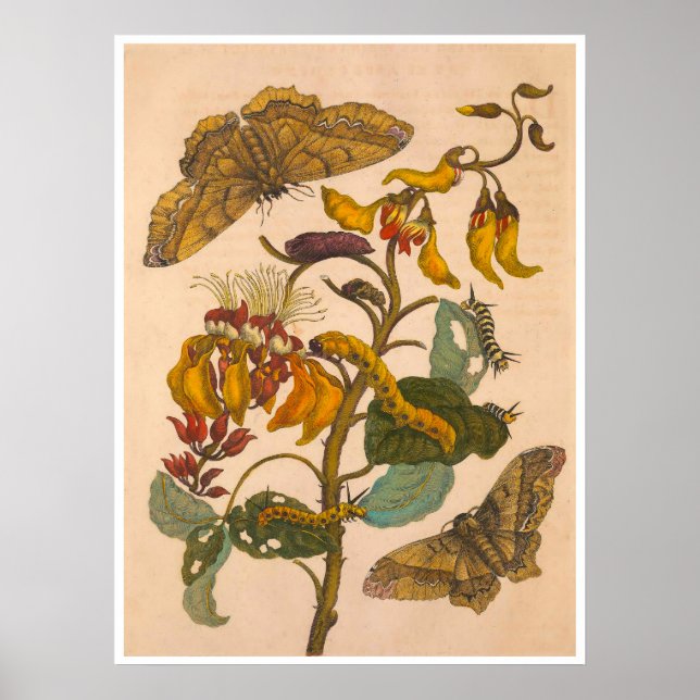Affiche Métamorphose Insectorum Surinamensium Imprimer (Devant)