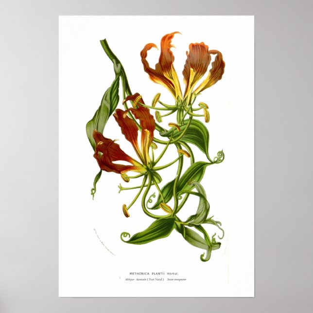 Affiche Méthonica plantii (Gloriosa superba) (Devant)