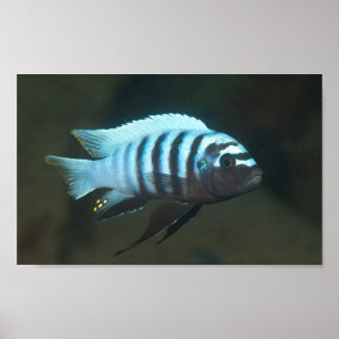 Affiche Metriaclima zebra - Chinyamwezi, lac Malawi