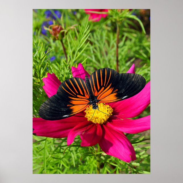Affiche Mexican aster flower with a Doris Longwing  (Devant)