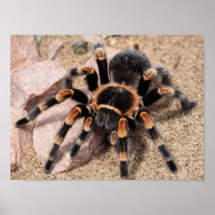 Affiche Mexican Red knee Tarantula Spider