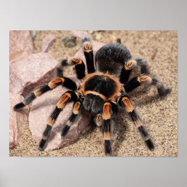 Affiche Mexican Red knee Tarantula Spider (Devant)