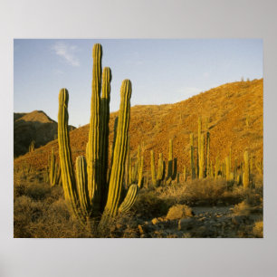 Affiche Mexico, Baja, Santa Catalina Island, Sea of
