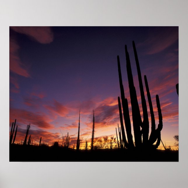 Affiche Mexique, Baja del Norte, Catavina Desert National  (Devant)